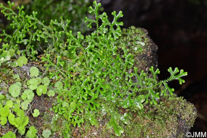 Selaginella kraussiana & Sibthorpia europaea