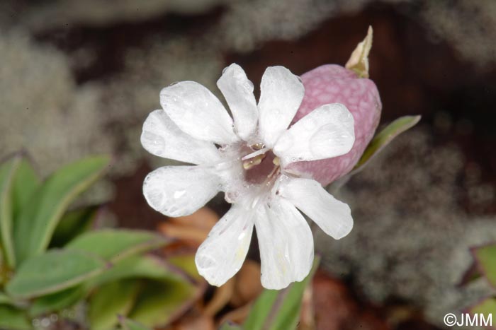 Silene uniflora subsp. uniflora