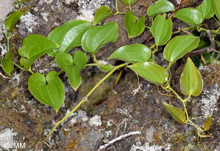 Smilax azorica