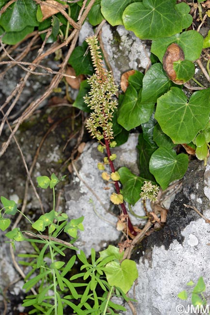 Umbilicus horizontalis & Euphorbia azorica & Hedera azorica