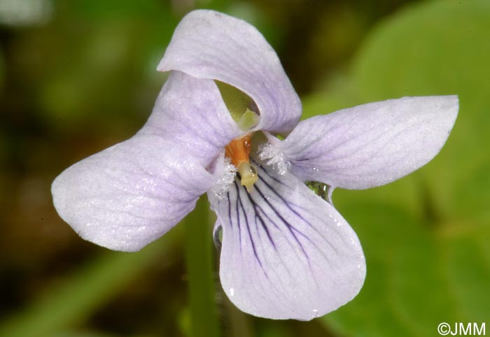 Viola palustris subsp. juresii