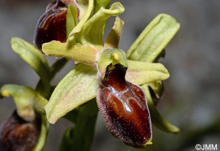 Ophrys cephalonica