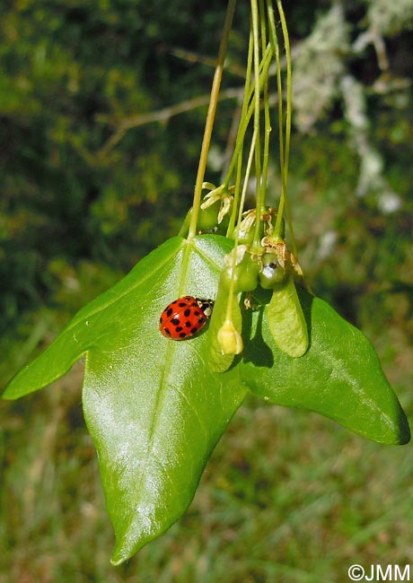 Acer monspessulanum & Harmonia axyridis