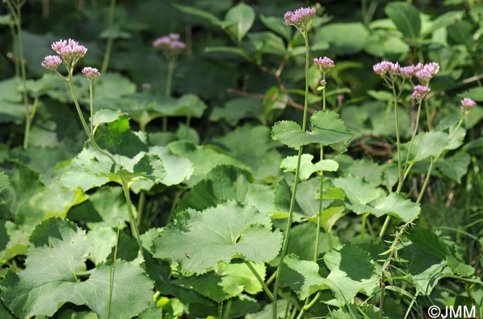 Adenostyles alpina = Adenostyles glabra