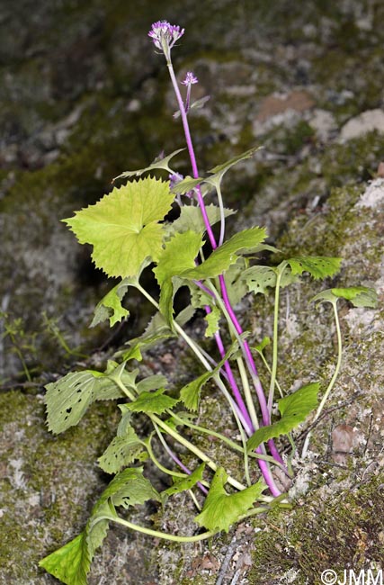 Adenostyles alpina = Adenostyles glabra