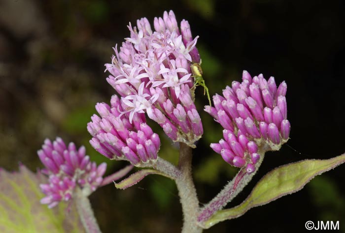 Adenostyles alpina = Adenostyles glabra