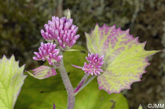 Adenostyles alpina = Adenostyles glabra