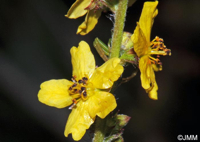 Agrimonia eupatoria