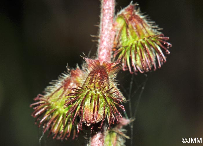 Agrimonia eupatoria