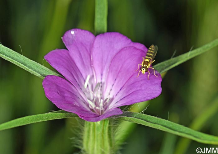 Agrostemma githago