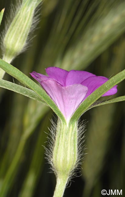 Agrostemma githago