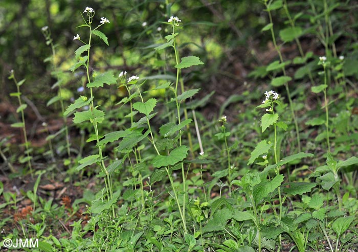 Alliaria petiolata = Alliaria officinalis