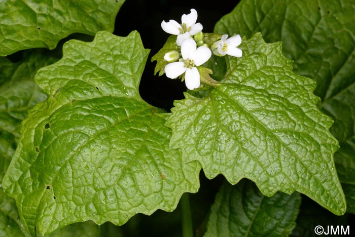 Alliaria petiolata = Alliaria officinalis