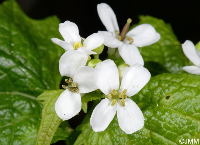 Alliaria petiolata = Alliaria officinalis