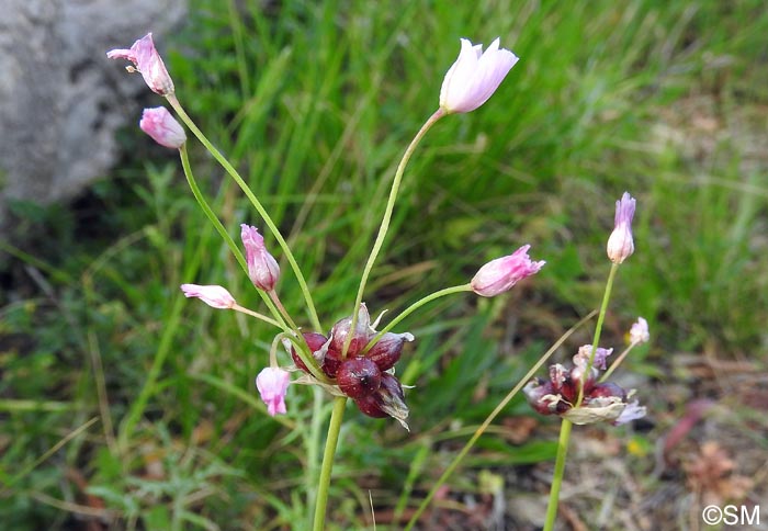 Allium carinatum