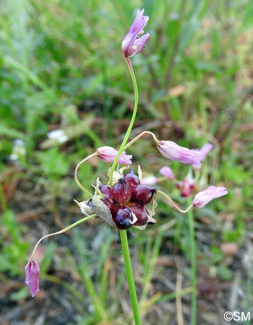 Allium carinatum