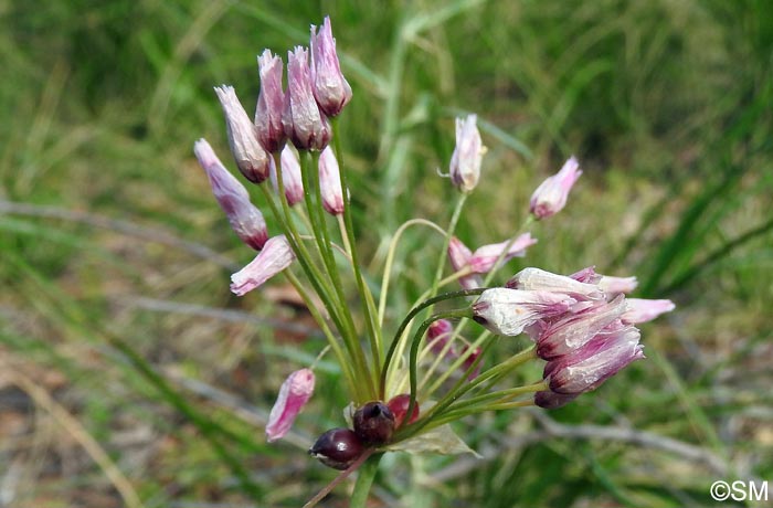 Allium carinatum