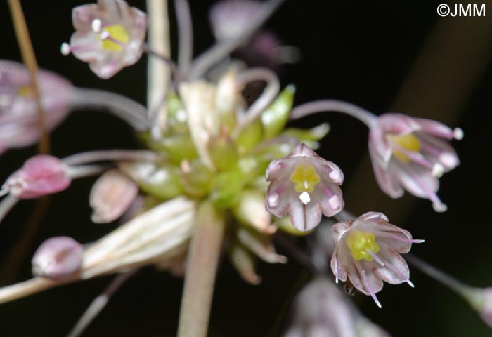 Allium consimile