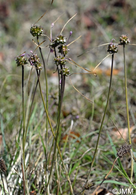 Allium flexum