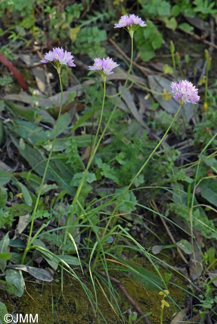 Allium roseum