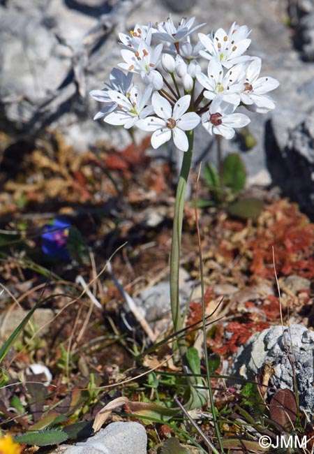 Allium subhirsutum