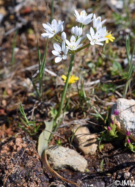 Allium subhirsutum