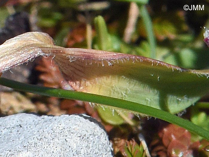 Allium subhirsutum