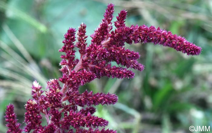 Amaranthus cruentus