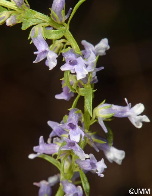 Anarrhinum bellidifolium