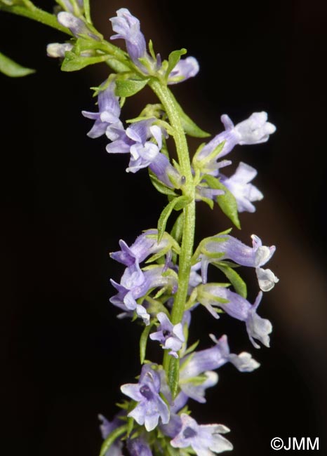 Anarrhinum bellidifolium