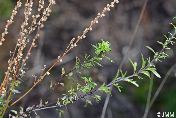 Anarrhinum bellidifolium