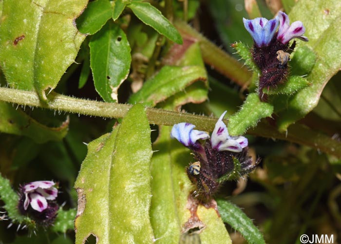Anchusella variegata