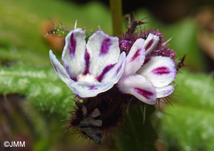 Anchusella variegata