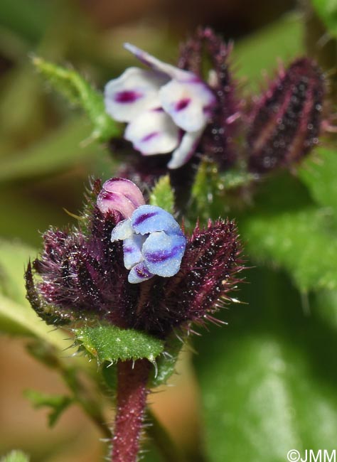 Anchusella variegata