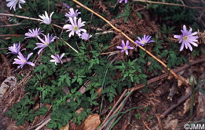 Anemone apennina