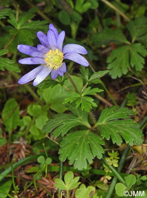 Anemone apennina