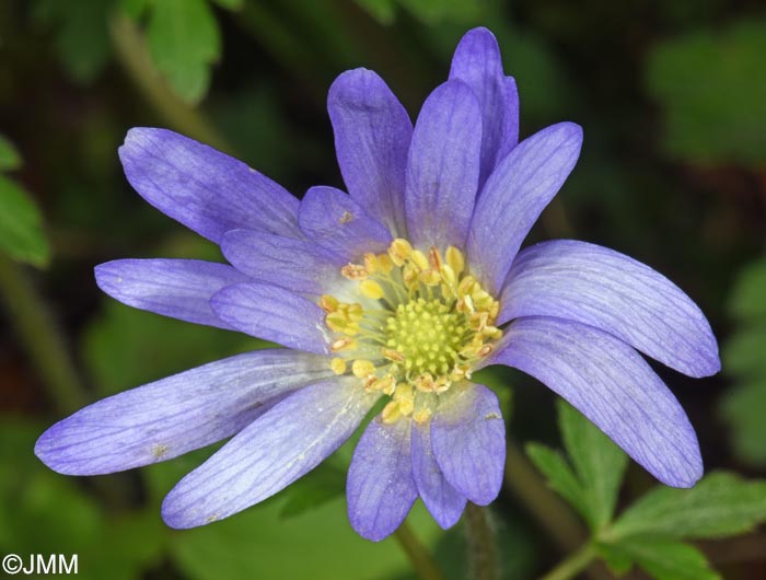 Anemone apennina