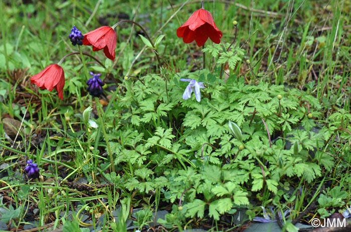 Anemone pavonina