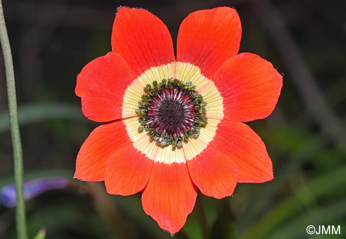 Anemone pavonina