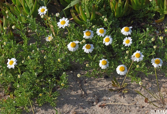 Anthemis maritima