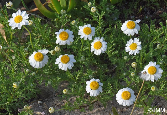 Anthemis maritima