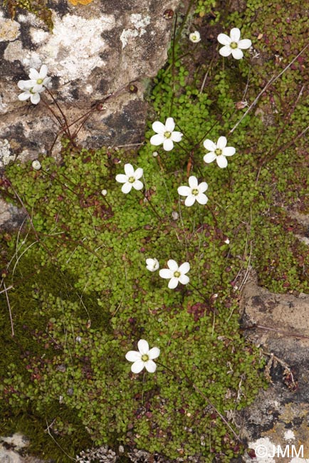 Arenaria balearica