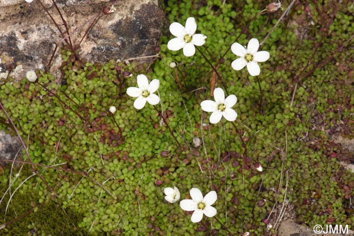 Arenaria balearica