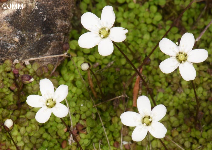 Arenaria balearica