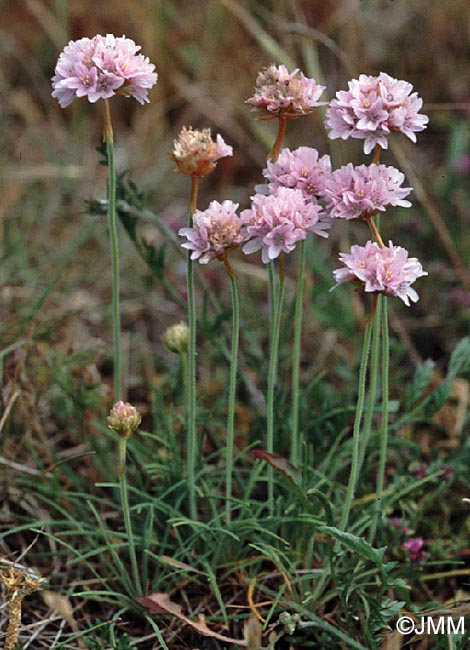 Armeria maritima