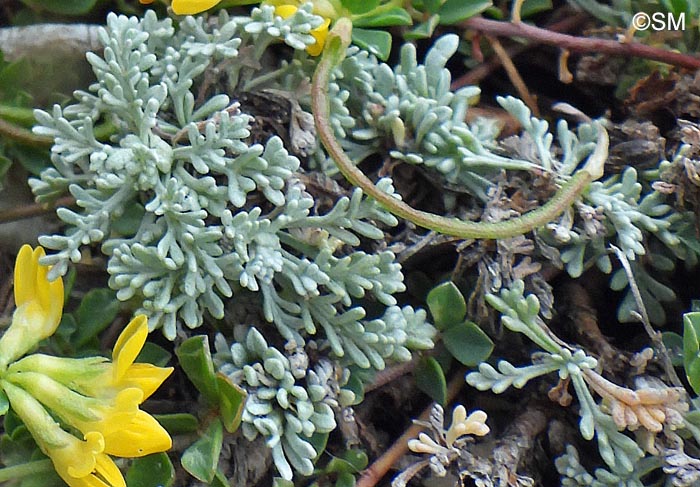 Artemisia caerulescens subsp. gallica