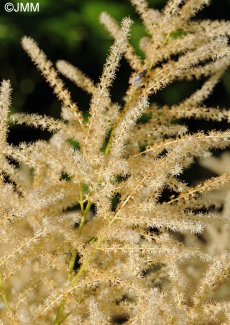 Aruncus dioicus