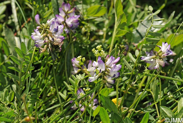 Astragalus alpinus