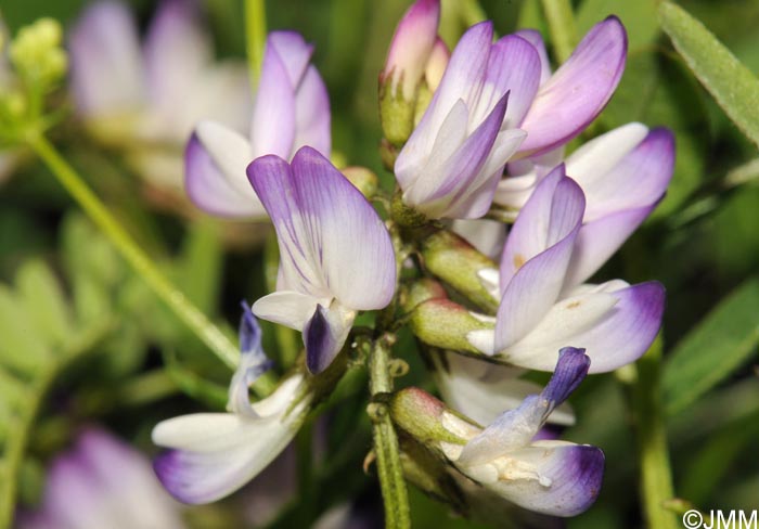 Astragalus alpinus