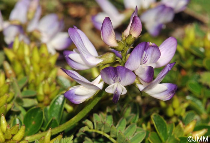 Astragalus alpinus